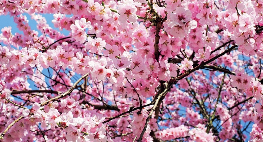 GRUKIER 1 - Emilia Romagna mit Kirschblütenfest